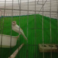 قناری ماده کشیده عالی