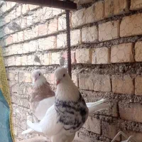 پرنده|پرنده|لالی, |دیوار