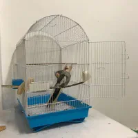 عروس‌هلندی با قفس