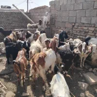 ۱۸عددبزدورگه۱۵۰ملیون|حیوانات مزرعه|امیدیه, |دیوار