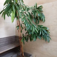 گیاه آپارتمانی آمستر خارجی