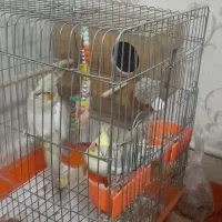 یه جفت عروس هلندی بالغ همراه قفس و لانه|پرنده|تهران, شهرک زینبیه|دیوار