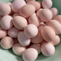 تخم مرغ محلی