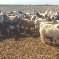 بز داشتی|حیوانات مزرعه|شیراز, دوکوهک|دیوار