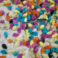 جوجه یکروزه محلی