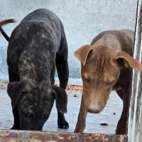 توله سگ بیتبول|سگ|زاهدان, |دیوار