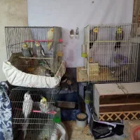 فروش عروس هلندی