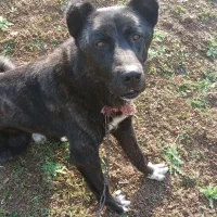 سگ چوپانی|سگ|رستم‌آباد, |دیوار