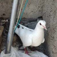 دوری ماده|پرنده|اردبیل, |دیوار
