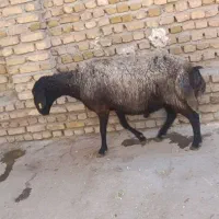 بره نر 60کیلو|حیوانات مزرعه|کرج, برغان|دیوار