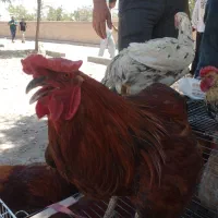 مرغ .خروس.بوقلمون.لاری