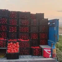 گوجه ربی درجه یک ازتولیدبه مصرف