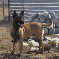 سگ مالینیوز نژاد اصلی