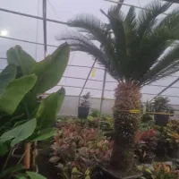 سیکانس بزرگ