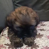 واگذاری توله سگ پامر وشیتزو