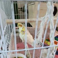 فروش یک جفت عروس هلندی نروماده