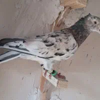 سار کاکلی نر و سار ماده