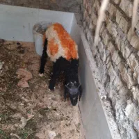 بره ماده