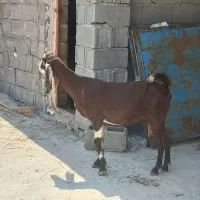 بز محلی خوب
