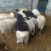 بره نر چاق نصف محلی نصف رومانف|حیوانات مزرعه|خرامه, |دیوار