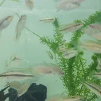 بلواسکات نایف فلاور دیسکس آنجل گوپی اسکار کت فایتر