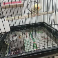 طوطی عروس جفت نر سخن گو