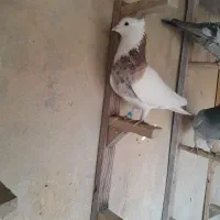 کبوتر بهبهانی|پرنده|کازرون, |دیوار