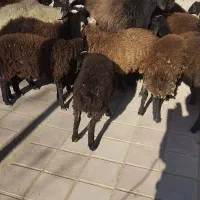 بره نژادشال|حیوانات مزرعه|قزوین, |دیوار