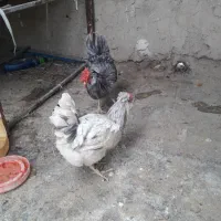 تخمرغ نتفه دار گلین