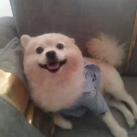 سگ پامرانین