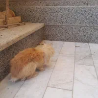 خرگوش لپی|موش و خرگوش|اصفهان, کوجان|دیوار