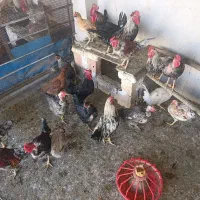 مرغ تخمگذار وخروس  وجوجه