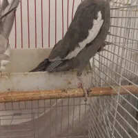 یه جفت عروس هلندی