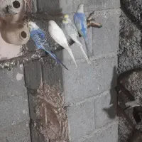 مرغ عشق|پرنده|میناب, |دیوار