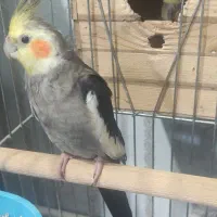 عروس هلندی جفت با تخم|پرنده|کرج, کوی امامیه|دیوار