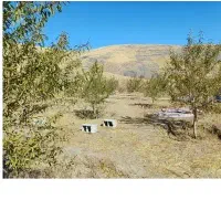 باغ-در-جلفا