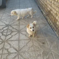 سگ پاکوتاه نر و ماده جفت