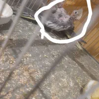 سلام عروس هلندی سرحال