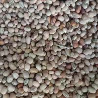 لوبیا جیرفتی یامحلی قیمت مناسب|خوردنی و آشامیدنی|رودخانه, |دیوار