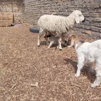 گوسفند زاییده بره نرداره