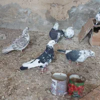 کبوتر تهرانی با خال زوردار