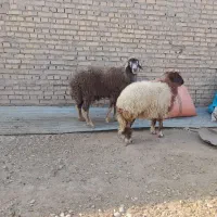 گوسفند مطفل ماده زیرش در حمیدیه|حیوانات مزرعه|حمیدیه, |دیوار