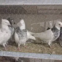 طوقی هفترنگ|پرنده|قائن, |دیوار