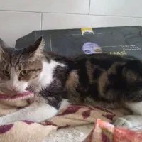 گربه نر خونگی  پیدا شده