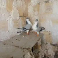بدرنگ با هفرنگ