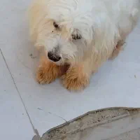 سگ پا کوتاه فروش فوری