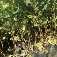 نهالستان بزرگ مراد بک لو