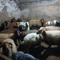 فروش دام|حیوانات مزرعه|شاهرود (اردبیل), |دیوار