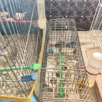 سه عددفنچ|پرنده|شیروان (خراسان), |دیوار