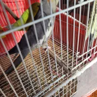 طوطی عروس ۱ساله|پرنده|ساری, |دیوار